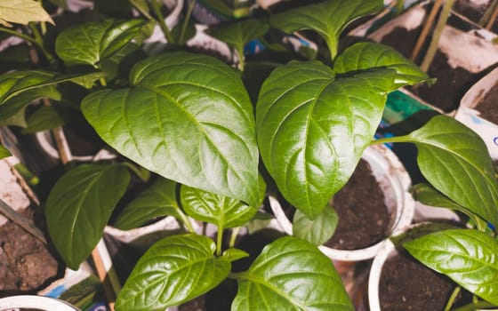 Green leaves of bell pepper plants close up