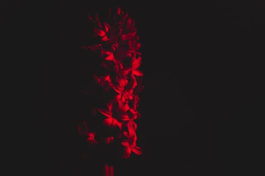 Hyacinth flower with red light close up. houseplant in the dark