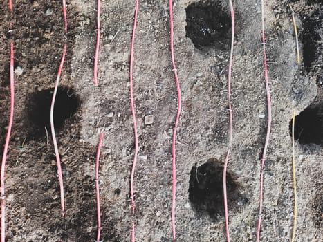 Holes in the soil for planting plants. gardening works
