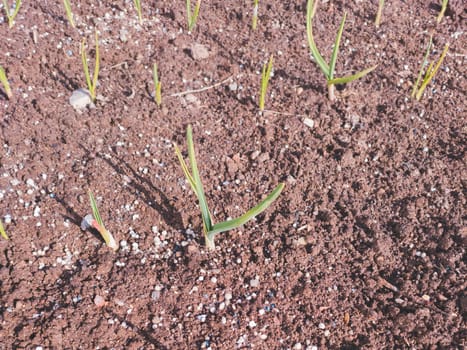 Small sprouts of garlic in the soil