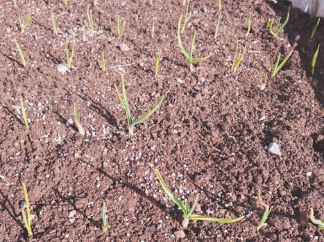 Small sprouts of garlic in the soil