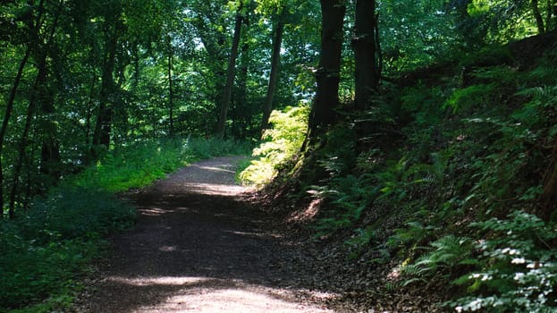 Hiking trail in a deciduous forest in Saarland in sunshine. Landscape photography