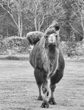 A camel with direct eye contact towards the viewer. relaxed mammals used as riding and transport animals.