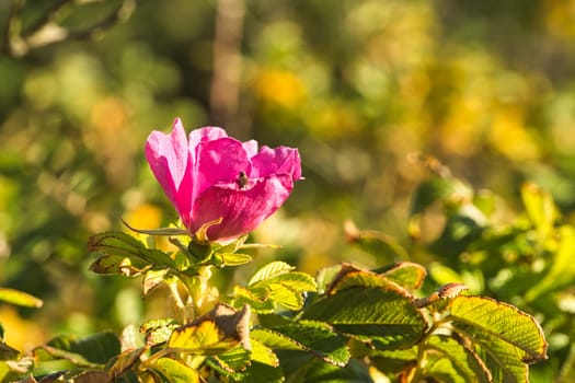 colorful flower freely displayed. detailed and beautiful