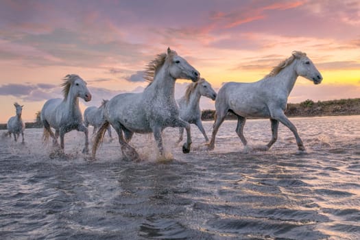 Herd of white horses running through the water. Image taken in Camargue, France.