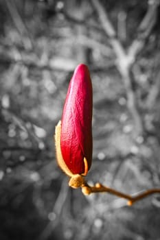 Magnolia trees are a true splendor in the flowering season. An eye-catcher in the landscape. Flowers photo from nature