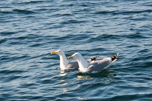 two swimming seagulls in the Baltic Sea. Close up of the big birds. Close up