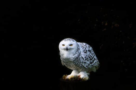 sitting snowy owl cropped in close up. detailed and beautiful