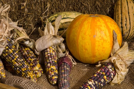 big orange pumpkin with dry corn cobs and squash on straw background halloween decoration thanksgiving holiday variations
