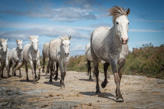 Herd of white horses are taking time on the beach. Image taken in Camargue, France.