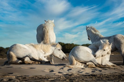 White horses are lying in the sand all over the landscape  of Camargue, south of France
