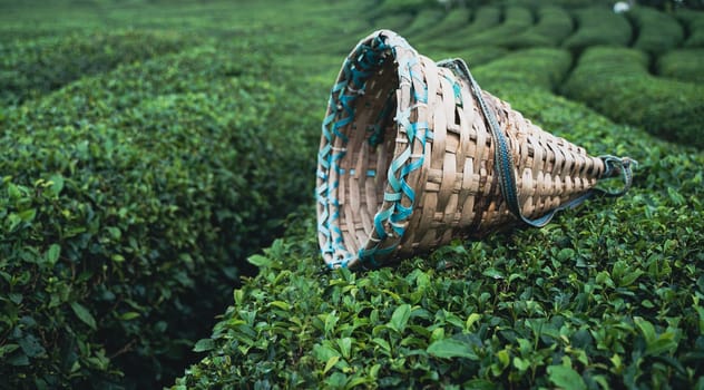 side view closeup of traditional harvesting wicker conical basket on rows of Turkish black tea plantations in Cayeli area Rize province