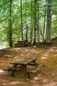 closeup of wooden sitting bench surrounded by trees in a forest in Yedigoller National Park Turkey with no people