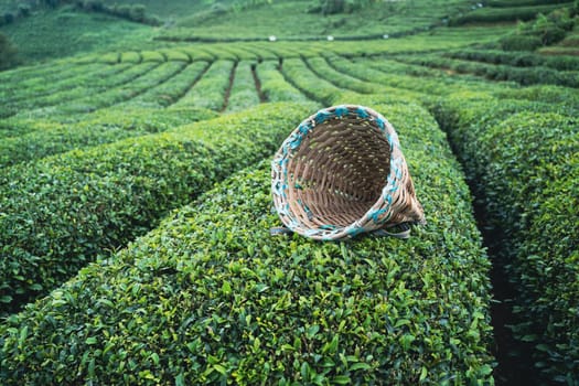 side view closeup of traditional harvesting wicker conical basket on rows of Turkish black tea plantations in Cayeli area Rize province with terraced hills in the background