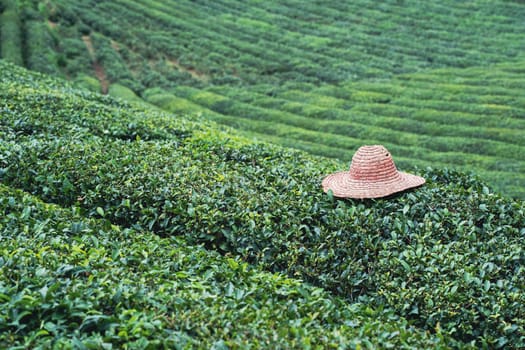 front view closeup view of traditional wicker hat on rows of Turkish black tea plantations in Cayeli area Rize province