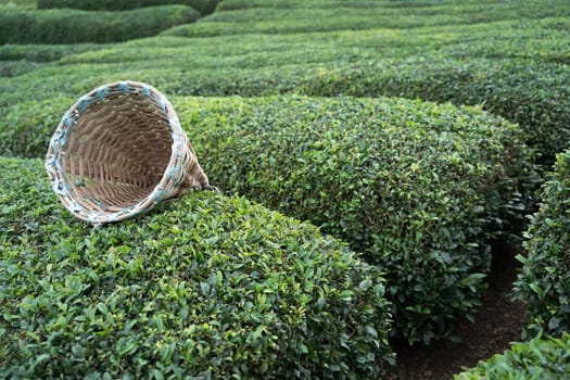 side view closeup of traditional harvesting wicker conical basket on rows of Turkish black tea plantations in Cayeli area Rize province with terraced hills in the background