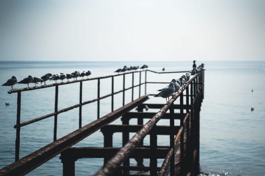 perspective view closeup of rows of seagulls standing on the steel structure of an abandoned pier by the seaside