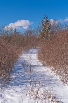 Fresh Snow on a Hidden Trail in the Crabtree Nature Preserve in Illinois