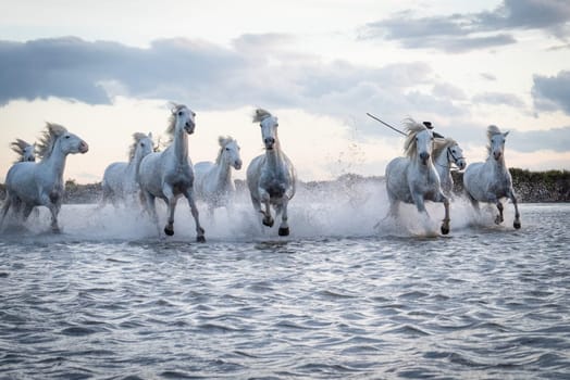 White horses are galoping in the water  all over the sea in Camargue, France.