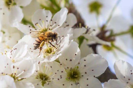 Honeybee Harvesting Pollen From Blossoming Tree Buds.