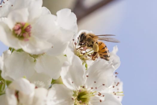 Honeybee Harvesting Pollen From Blossoming Tree Buds.