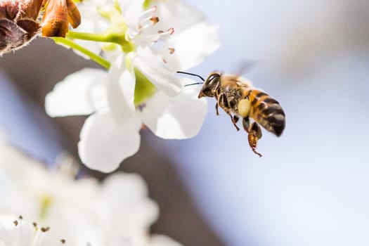 Honeybee Harvesting Pollen From Blossoming Tree Buds.