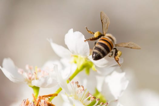 Honeybee Harvesting Pollen From Blossoming Tree Buds.