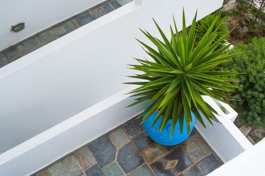 Abstract View of Patio and Succulent Plant in Santorini Greece.