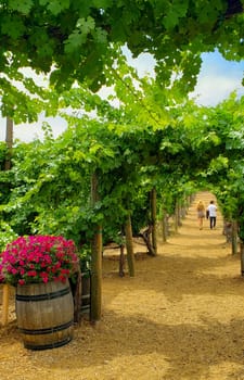 Young Couple Talking A Walk Among the Wine Grape Vineyard.