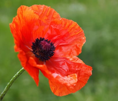 Poppy