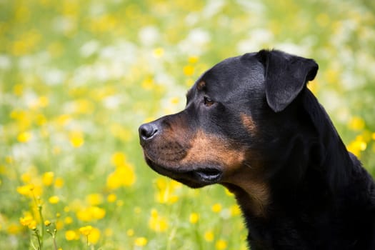 Rottweiler