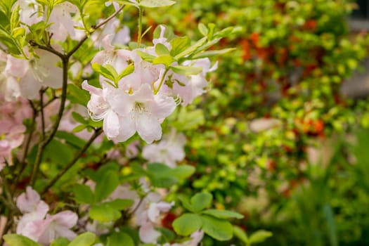 Bush of many delicate vivid pink flowers of azalea or Rhododendron plant in a sunny spring garden.Japanese pink Azalea flowers .