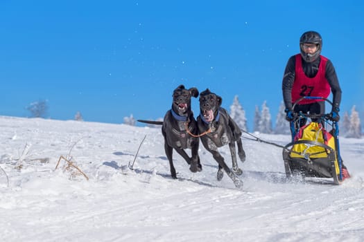 German Championship Sled Dog Race Frauenwald 2015