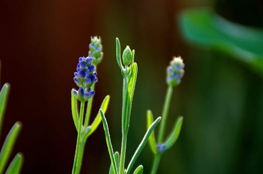 Eye level view of lavender flowers in various states of growth before blooming with shallow depth of field.