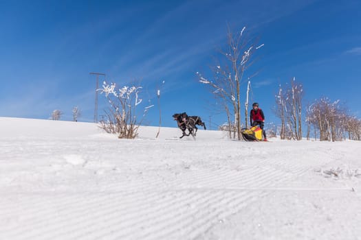 German Championship Sled Dog Race Frauenwald 2015