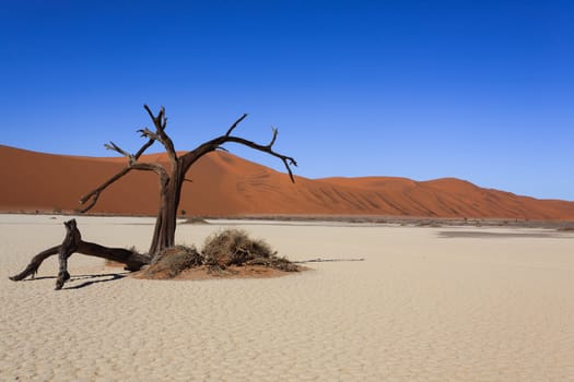 Death tree with red dunes from Hidden Vlei, Sossusvlei Namibia