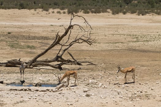 A secretary bird and springok at waterhole, Kgalagadi National Park, South Africa