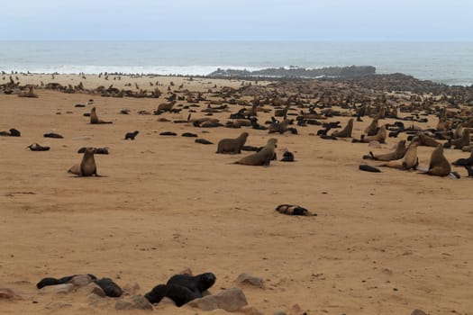 Colony of cape fur seals from Cape Point, Namibia