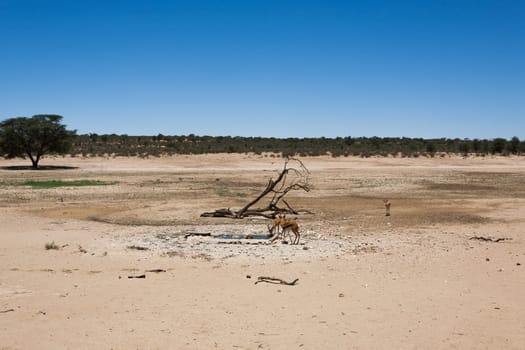 Panorama from Kgalagadi National Park, South Africa