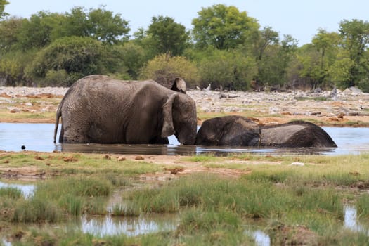 Couple of elephants playing from Etosha National Park, Namibia