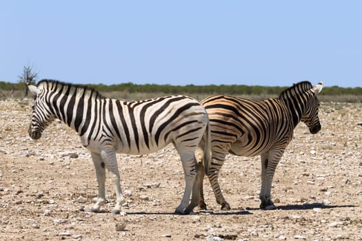 Zebras from Etosha National Park, Namibia