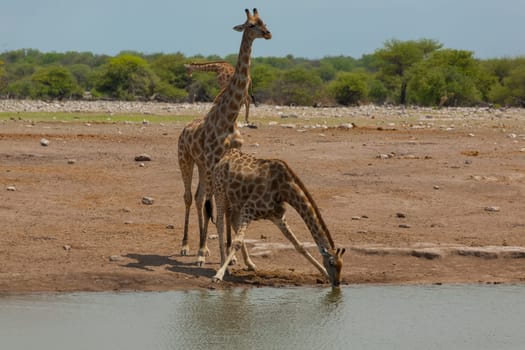 Herd of giraffes from Etosha National Park, Namibia