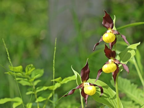 Yellow women's shoe (Cypripedium calceolus)