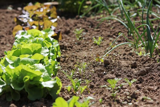 Lettuce and onions in the garden