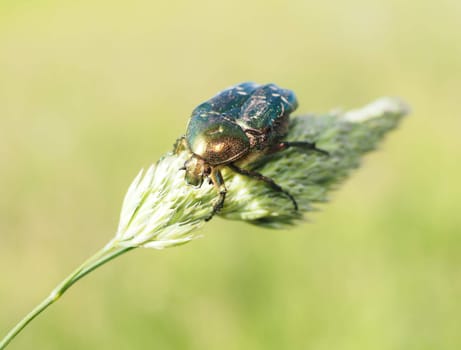 Rose beetle
