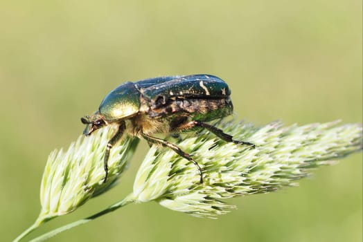 Rose beetle