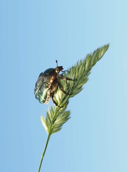 Rose beetle