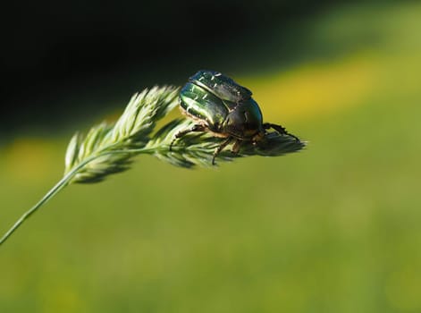 Rose beetle