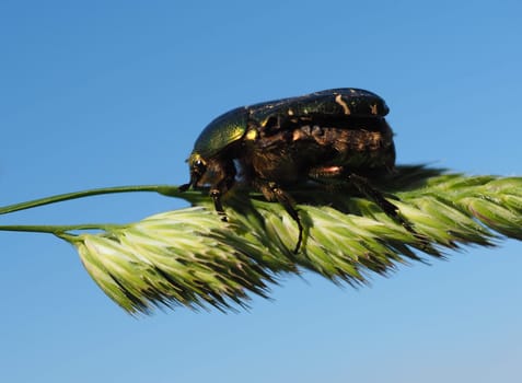 Rose beetle