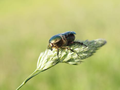 Rose beetle